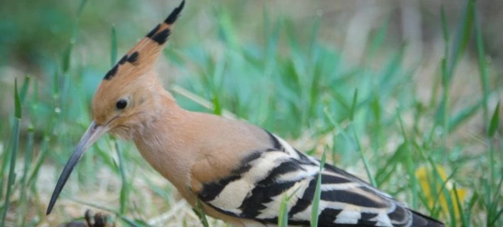 Ενα ιδιόμορφο πουλί… ποζάρει στην κάμερα – Ποιος είναι ο τσαλαπετεινός (εικόνες)